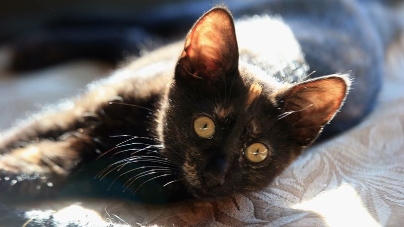 The family of North Carolina Gov. Roy Cooper adopted a tortoiseshell kitten, similar to the one pictured.