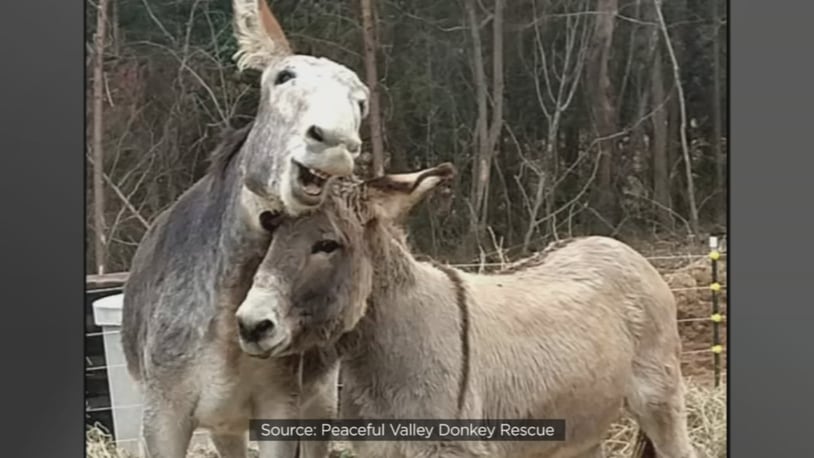 (Peaceful Valley Donkey Rescue via WFTV.com)