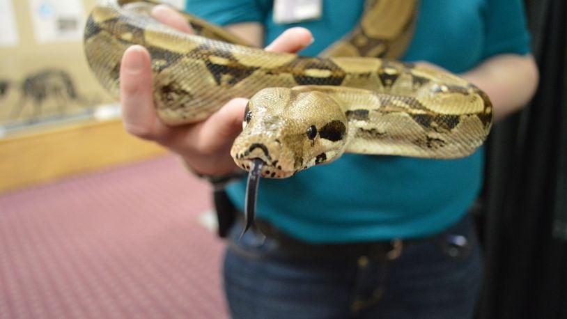 The Boonshoft Museum is happy to announce the acquisition of a new red-tailed boa constrictor for the Discovery Zoo. BOONSHOFT MUSEUM OF DISCOVERY