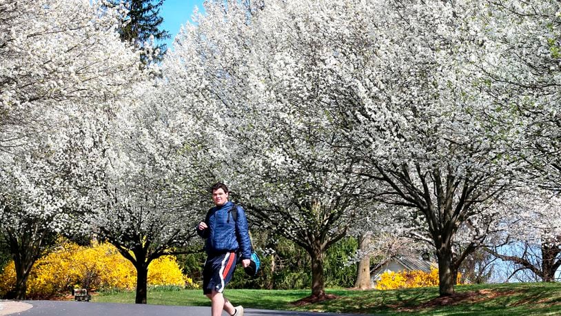 FILE - Daniel Patterson, a sophomore at John Handley High School, walks home from school below blooming Bradford pear trees on Wednesday, March 30, 2016, in Winchester, Va. Their beauty and supposed sterility made Bradford pears a widely popular ornamental, but they wound up being pollinated by other ornamental varieties of Callery pears and turning highly invasive. (Jeff Taylor/The Winchester Star via AP)