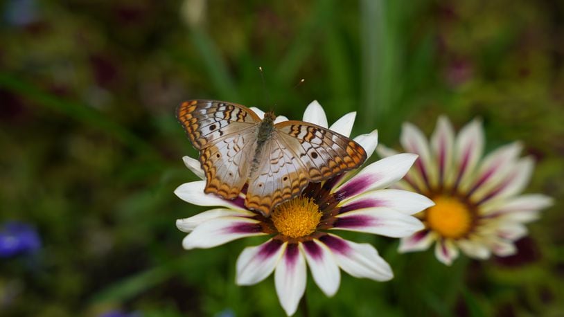 Krohn Conservatory’s 2024 Butterfly Show, “Butterflies in Space,” will open on May 11 and run through Aug. 18. CONTRIBUTED
