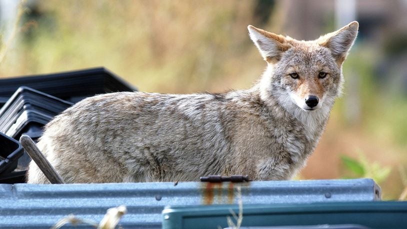 An urban coyote investigates Glasier Farm, 9800 E. Alameda, in Denver.  (Photo By Brian Brainerd/The Denver Post via Getty Images)