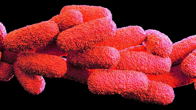 Legionella pneumophila bacteria, illustration.