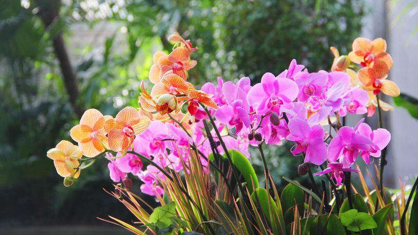 The annual Orchids exhibit will be on display at Franklin Park Conservatory in Columbus through Sunday, March 7.