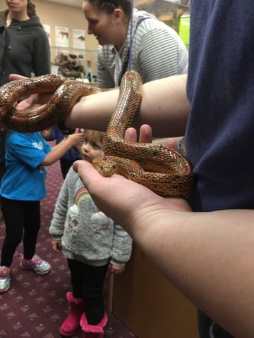 PHOTOS: Boonshoft Museum’s newest baby zoo animal is slithering into people’s hearts