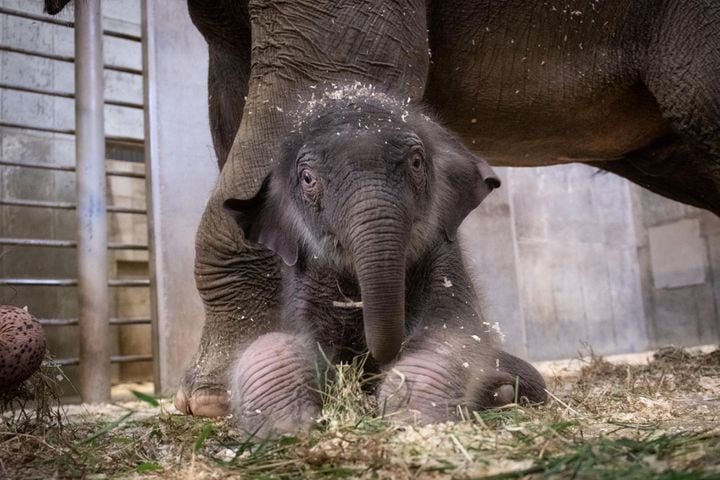 Adorable baby elephant and sea lion steal the show at the Columbus Zoo