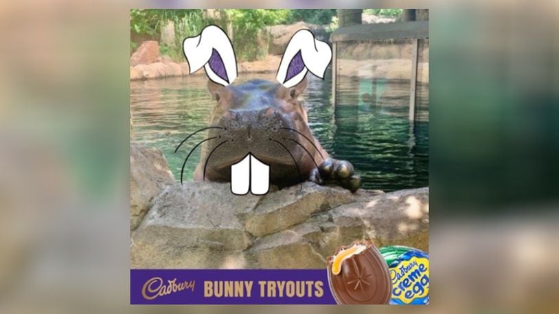 Fiona the hipoo is in the running to be the next Cadbury bunny. Photo courtesy the Cincinnati Zoo and Botanical Garden.