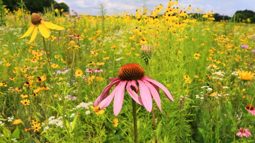 Aullwood Audubon, 1000 Aullwood Rd., will host two upcoming Bloomin’ Prairie Walks led by a naturalist, Aug. 14 and 28 from 11 a.m. to noon. CONTRIBUTED PHOTO