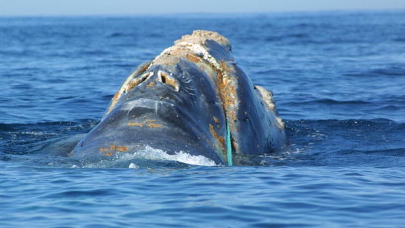 391683 01: FILE PHOTO: A rare North Atlantic right whale surfaces June 27, 2001 off the coast of Massachusetts. Scientists launched a second rescue attempt July 10, 2001 to remove fishing line embedded in the infected jaw of the endangered 45-foot whale. (Photo by Getty Images)