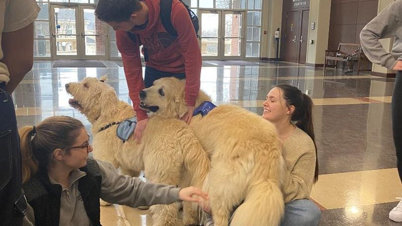 Pam Killingsworth’s dogs Tucker and Poppy are pictured visiting University of Dayton law students during a stressful exam week. CONTRIBUTED