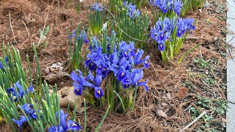 At Aullwood Garden MetroPark, tens of thousands of Virginia bluebells are about to burst to life. CONTRIBUTED