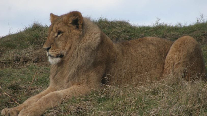 FILE PHOTO: A tour group in Crimea got an up close and personal view of a lion as the animal commandeered the tour vehicle (delboysafa/Morguefile license: https://morguefile.com/license)