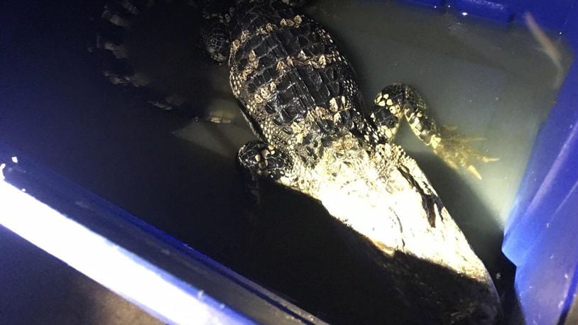 Police in Washington, D.C. found a caiman in a bin in a home's basement.