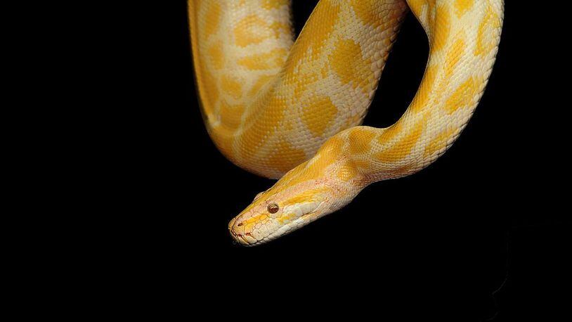 A yellow python, similar to one that killed a British man, is pictured here.