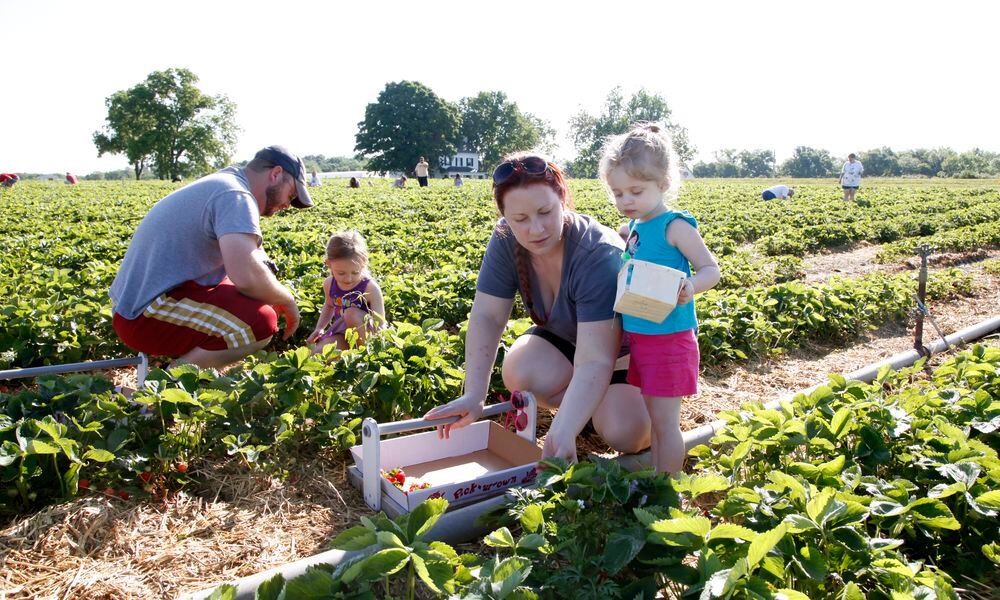 Strawberry pickers from all over southwest Ohio, like the Blakley family from Germantown, converge on Stokes Farm in Wilmington to pick their own. Stokes operations manager Mark Stokes said they worked hard to keep the plants safe from the deep freeze and late spring frost which he attributes to a good crop of strawberries this year. TY GREENLEES / STAFF