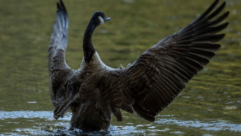 A Canada goose became sick after eating pills dumped in a California park.