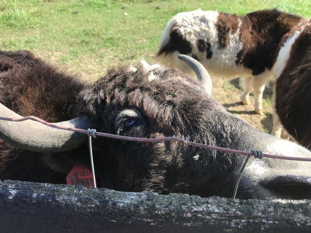 PHOTOS: These Tibetan Yaks in Lebanon are anything but camera shy