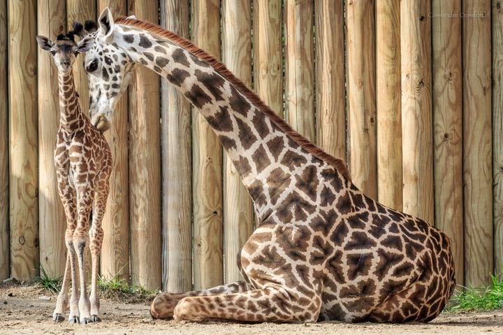 PHOTOS: Fall in love with Cincinnati Zoo babies