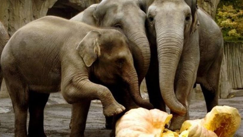 Elephants at the Oregon Zoo, shown in this 2004 file photo, have been smashing pumpkins for years during the annual Squish the Squash event.