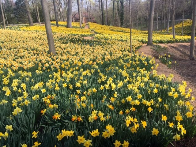 PHOTOS: Tens of thousands of daffodils on display in Oakwood