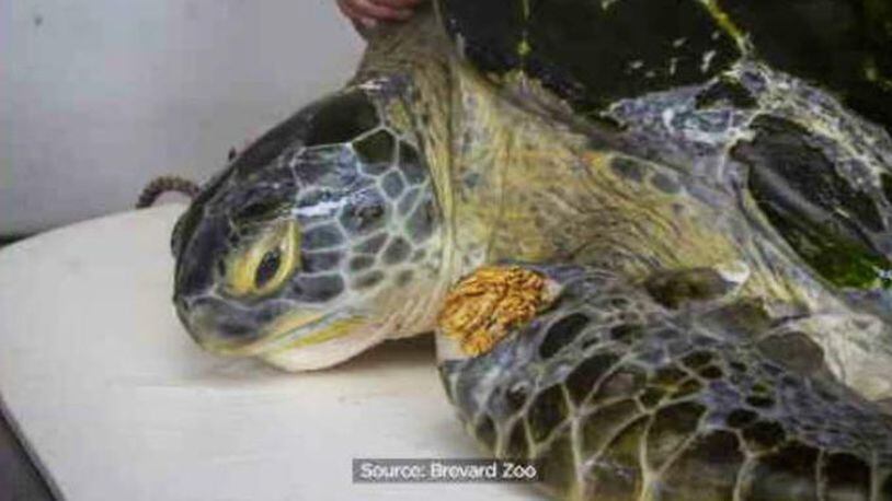 Florida's Brevard Zoo will release a 200-pound sea turtle named “Guacamole” into the ocean Monday.