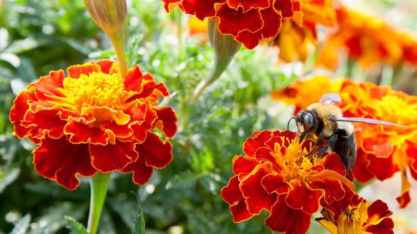 Marigolds are considered a cold season annual and are hardy enough to survive a spring frost. PHOTO COURTESY myajc.com