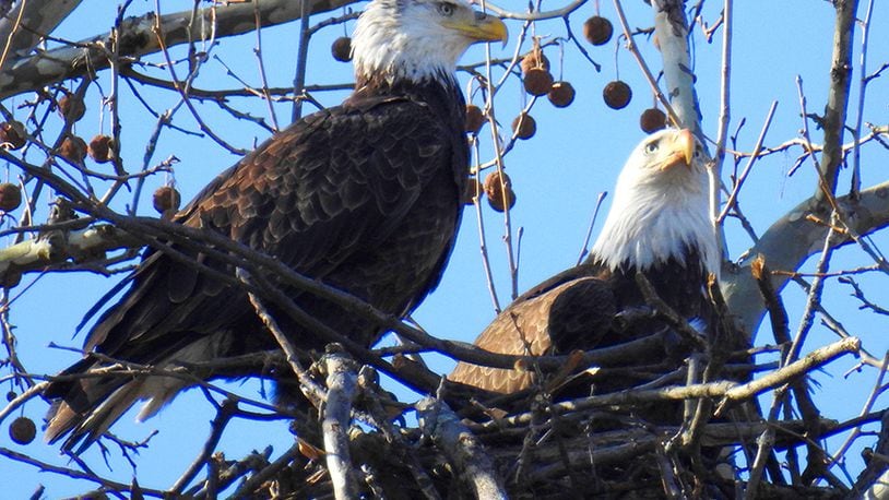 Two bald eagles, dubbed Orv and Willa, built a nest in Carillon Historical Park in Dayton.  PHOTO COURTESY OF JIM WELLER