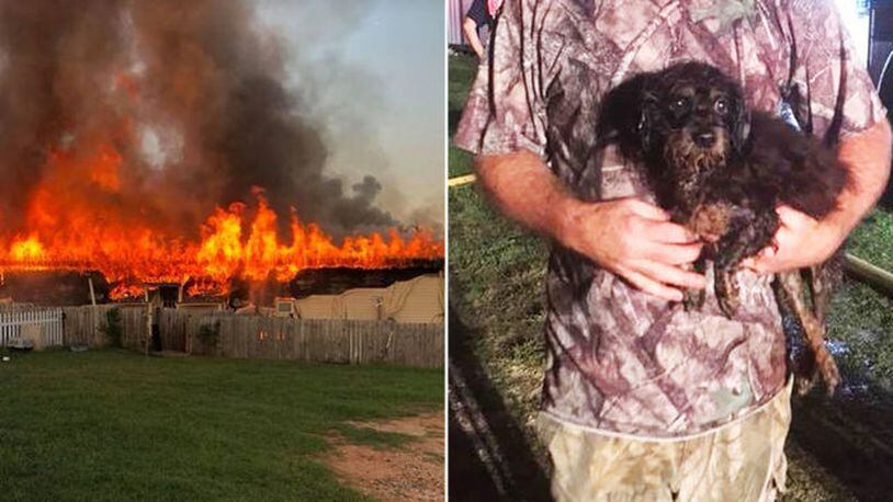 At least five dachshunds were killed Thursday in a massive kennel fire.  (Photo: Chapman's Dachshund Rescue/WSOCTV.com)