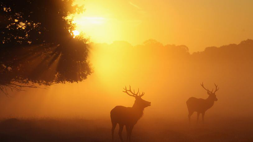 It is rutting season for deer in Texas.