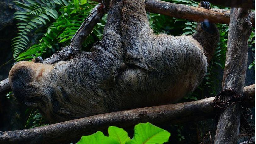 A two-toed sloth was born at Zoo Atlanta in November, and zoo officials are inviting the public to name the infant.
