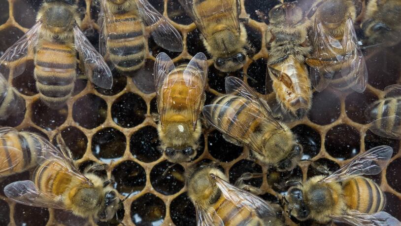 Honey Bees  (Photo credit should read PAUL J. RICHARDS/AFP/Getty Images)