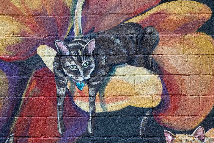 PHOTOS: Your fancy felines are subject of new downtown mural