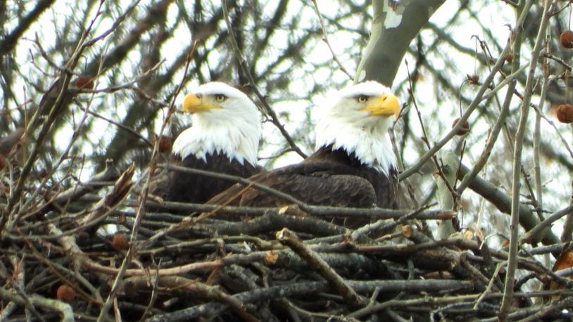 Orv and Willa, Carillon Historical Park's bald eagles, have been spending more time closer to home in their nest because they are on the cusp of nesting . PHOTO COURTESY OF JIM WELLER