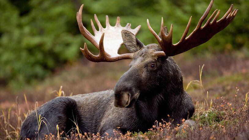 Stock photo of a moose.