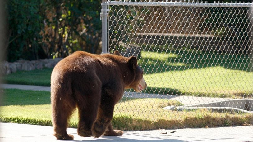 A Connecticut woman was roused from sleep when a bear broke into her house Monday morning.