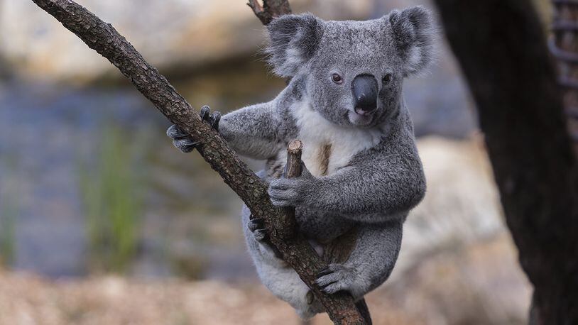 File photo of a koala.
