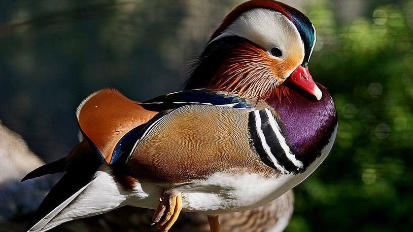 A Mandarin duck, similar to the one spotted in New York City, is pictured here. The Mandarin has been spotted in at The Pond in Central Park, fraternizing with the mallard ducks  that live there.