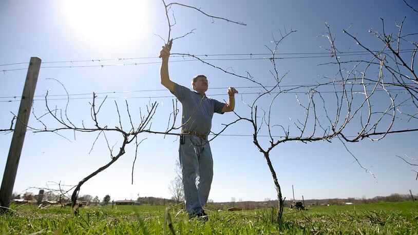 In this file photo from 2009, Jim Brandeberry prunes grapevines at his Brandeberry Winery in Clark County.