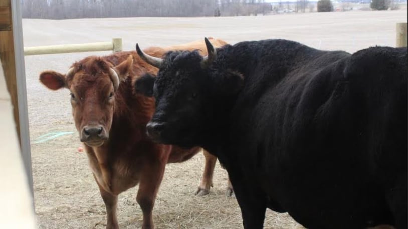 Marvin, left, and Cocoa are two steers looking for a loving home after they were rescued by the Humane Society of Greater Dayton during a cruelty and neglect investigation. Photo courtesy Humane Society of Greater Dayton.
