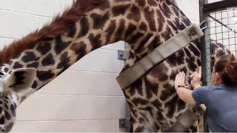 Vet techs at the Cincinnati Zoo & Botanical Garden have vaccinated 80 animals against COVID-19, including giraffes. Photo courtesy the Cincinnati Zoo & Botanical Garden