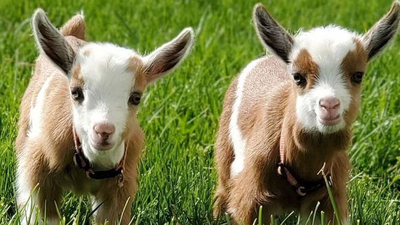 Baby goats in May at the Aullwood Audubon Center and Farm in Dayton. CONTRIBUTED
