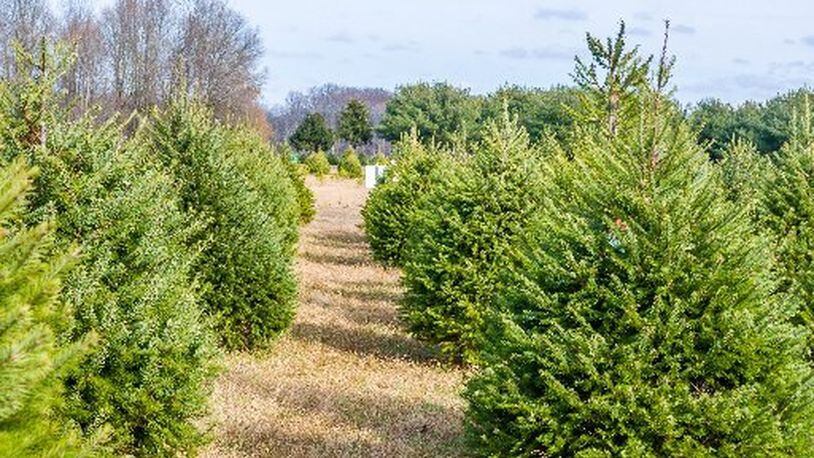 This tree farm had new trees, but used ones from 2018’s holiday will be used for the Vandalia Recreation Center’s Christmas Tree Throw-Off that benefits a local food pantry. CONTRIBUTED
