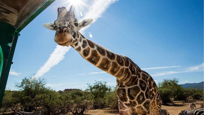 Kibo had been a fixture at Arizona's Out of Africa Wildlife Park since 1999. The giraffe died Tuesday at the age of 20.