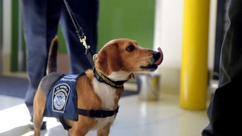Murray was an abused beagle who was rescued from a Georgia animal shelter. He now has a job at the customs department at Atlanta's airport.
