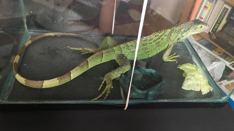 An iguana has been found in the Belmont neighborhood in Dayton. PHOTO / Dayton Ohio and surrounding areas lost and found pets Facebook page