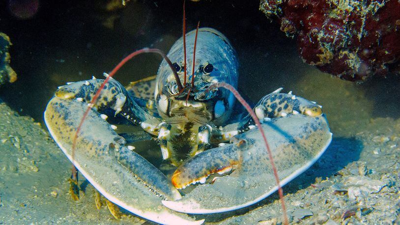 Blue lobsters occur due to a genetic mutation. (File photo via Pixabay.com)