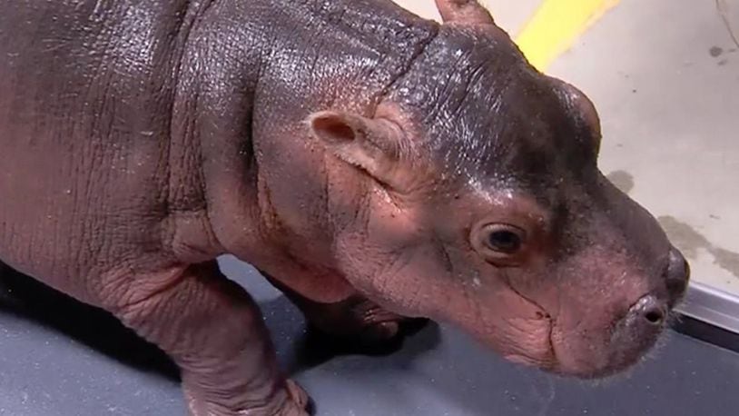 Fiona, the premature hippo born at the Cincinnati Zoo & Botanical Garden earlier this year.