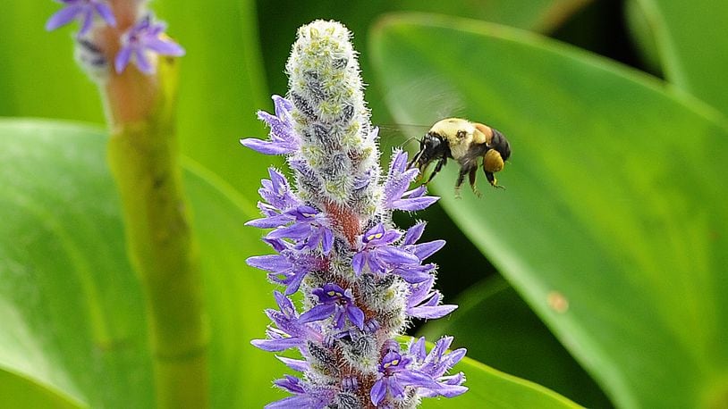 A common eastern bumble bee picks up pollen on a purple pickerel rush on a pond in Centerville June 16, 2022. MARSHALL GORBY\STAFF