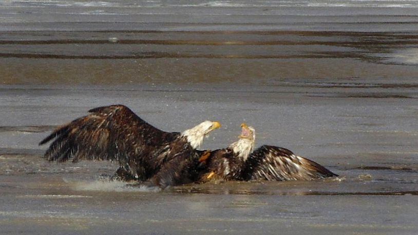 Two bald eagles were found stuck and in distress in an icy field in German Twp. Clark County Friday, Feb 18, 2022 but were able to free themselves. CREDIT GERMAN TOWNSHIP POLICE