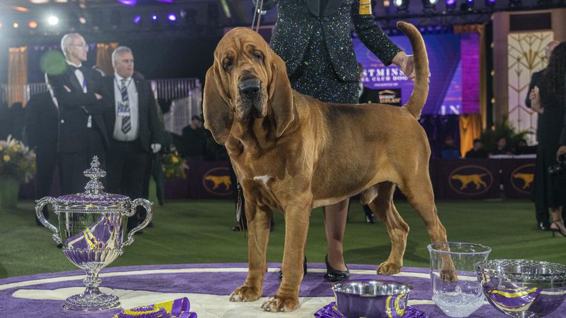 Trumpet the bloodhound is posed for photographs after winning Best in Show at the Westminster Kennel Club Dog Show in Tarrytown, N.Y., on Wednesday night, June 22, 2022. Trumpet is the first bloodhound to win Westminster. (Hiroko Masuike/The New York Times)